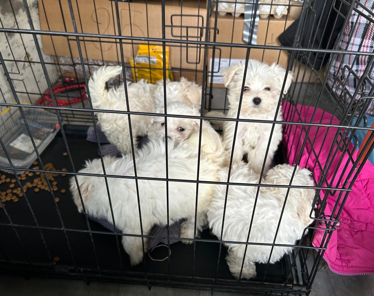 illegaler Welpenhandel A3 Schweinfurt