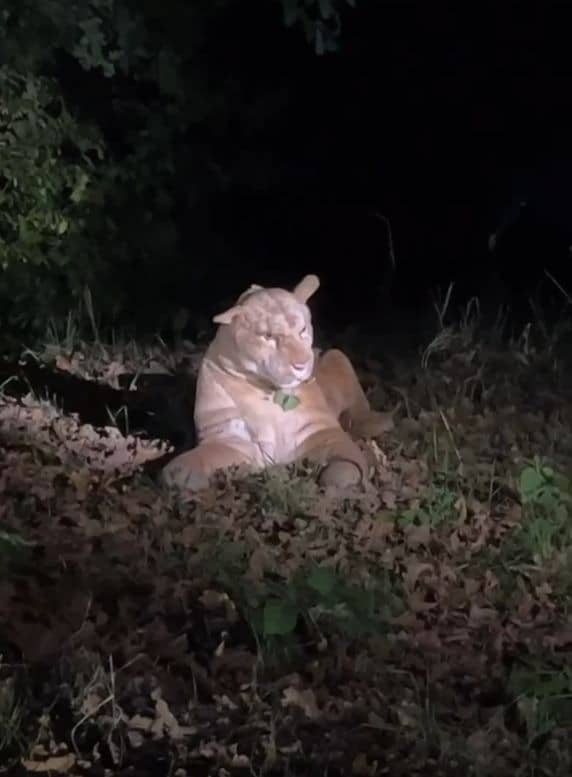 Puma-Sichtung Kalbach-Riedberg