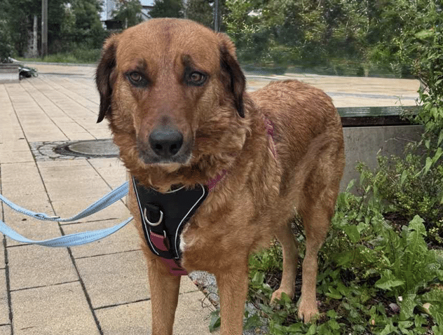 Lola, Tierheim München, Hund adoptieren, Hundevermittlung, Mischlingshündin, ländliches Zuhause, Leinenbegegnungen, Kleintiere, Kaninchen Lisa und Paul