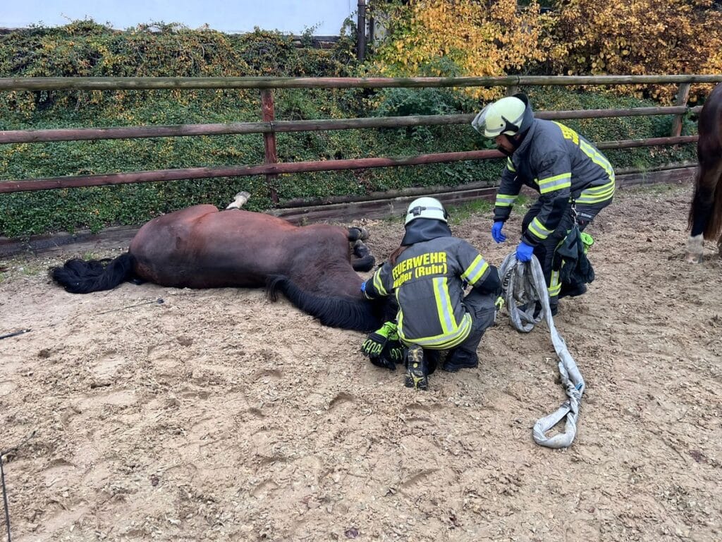 Feuerwehr rettet Person und Pferd in Esborn