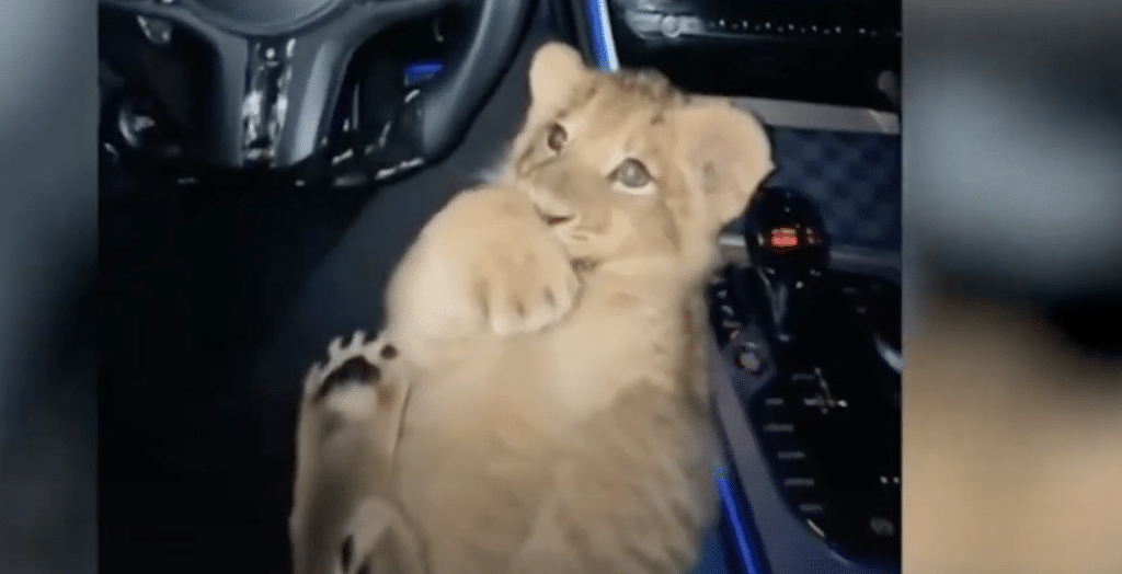 Bremen Mann fährt mit Löwe am Steuer