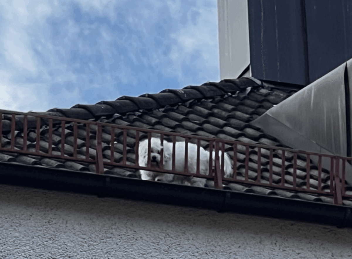 Hund von Dach gerettet München