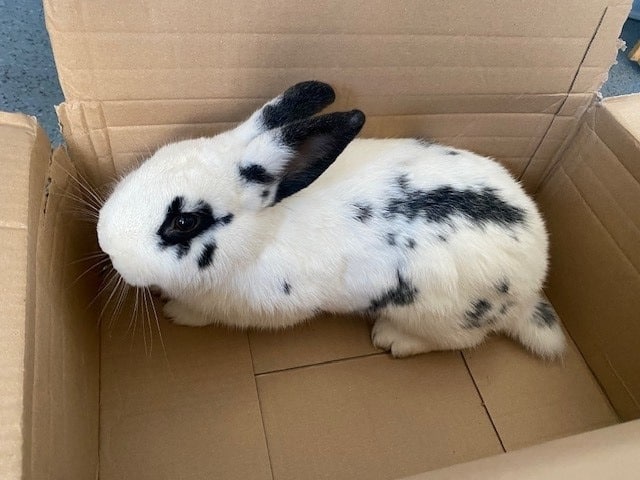 Polizei Hachenburg Kaninchen