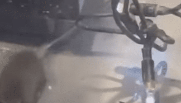 Mäuse in Koblenzer Bäckerei