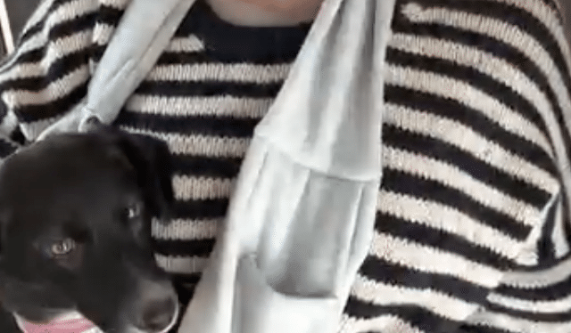 Welpe musste 295 Euro im ICE zahlen