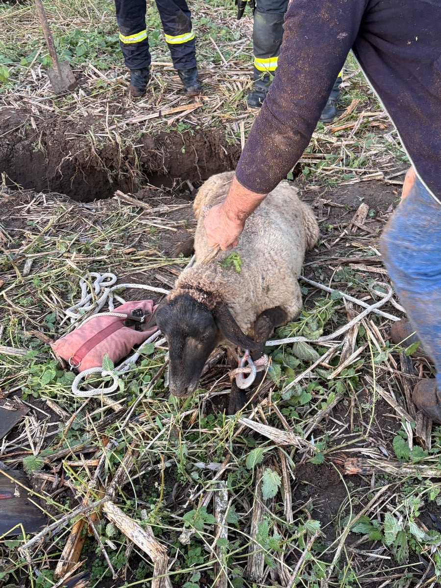Schaf aus Erdloch gerettet