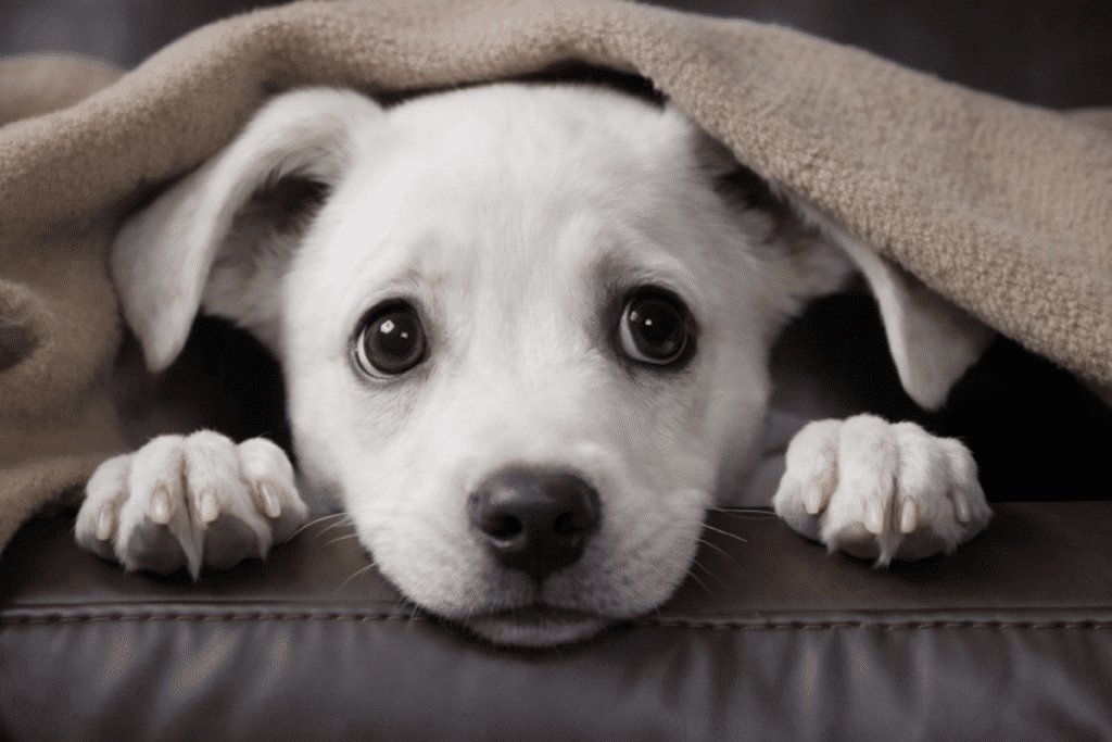 Silvester Stress für Hunde