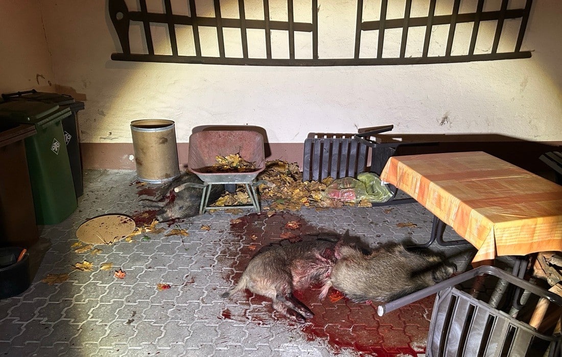 Wildschweinrotte in Hatzenbühl