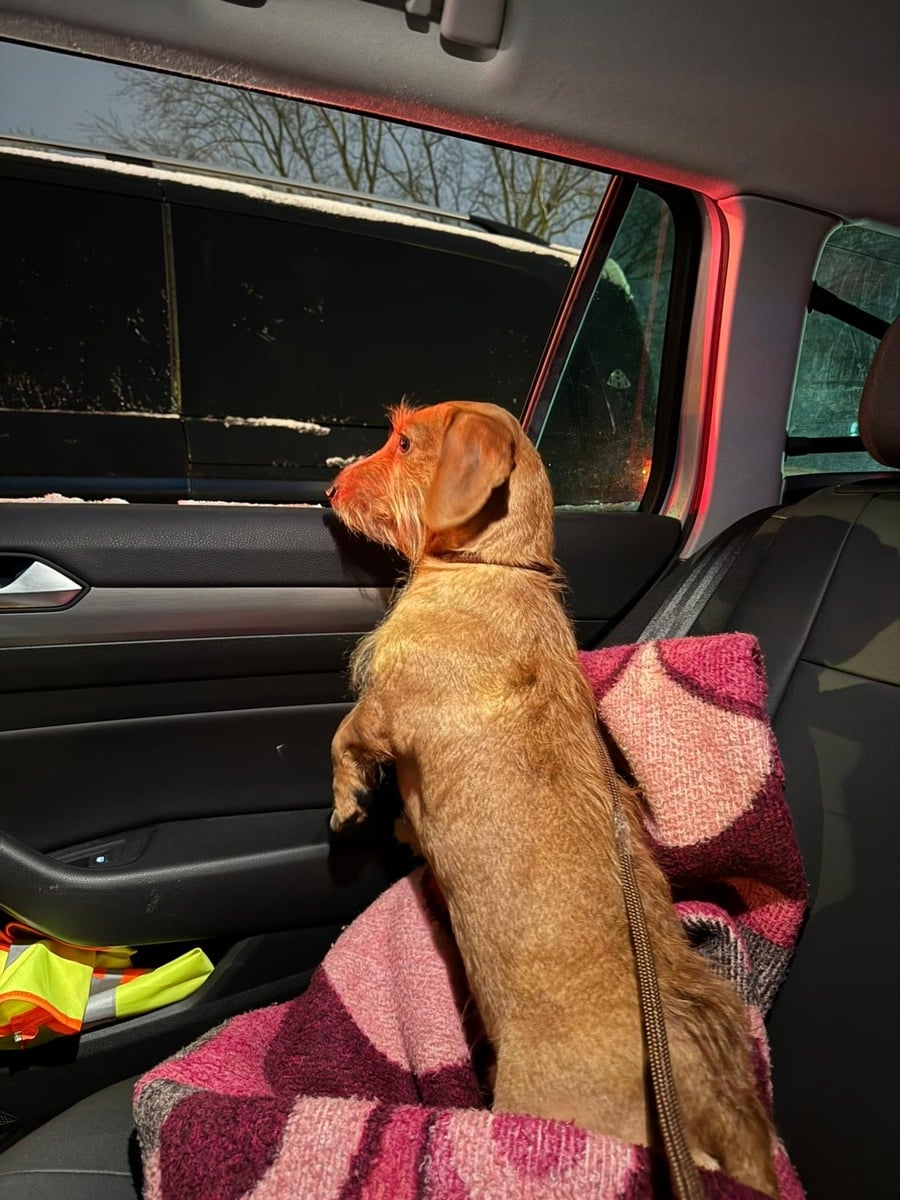 Dackel Neumünster Polizei