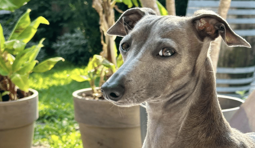 Hund an Silvester entlaufen