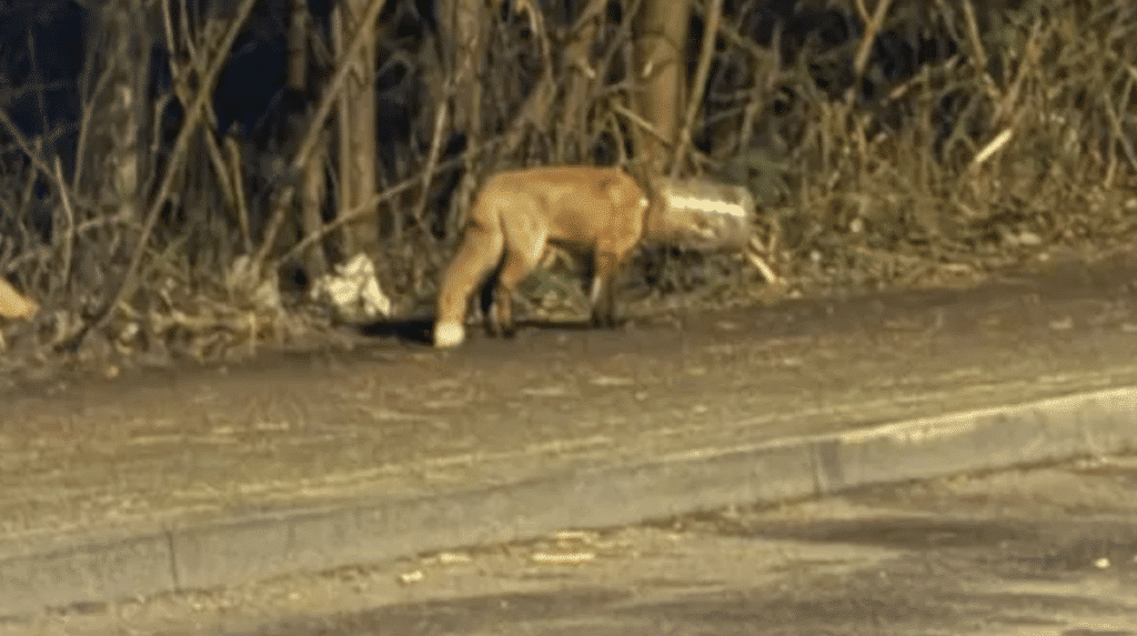 Dogman-Tierrettung (Dogman-Tierhilfe eV)