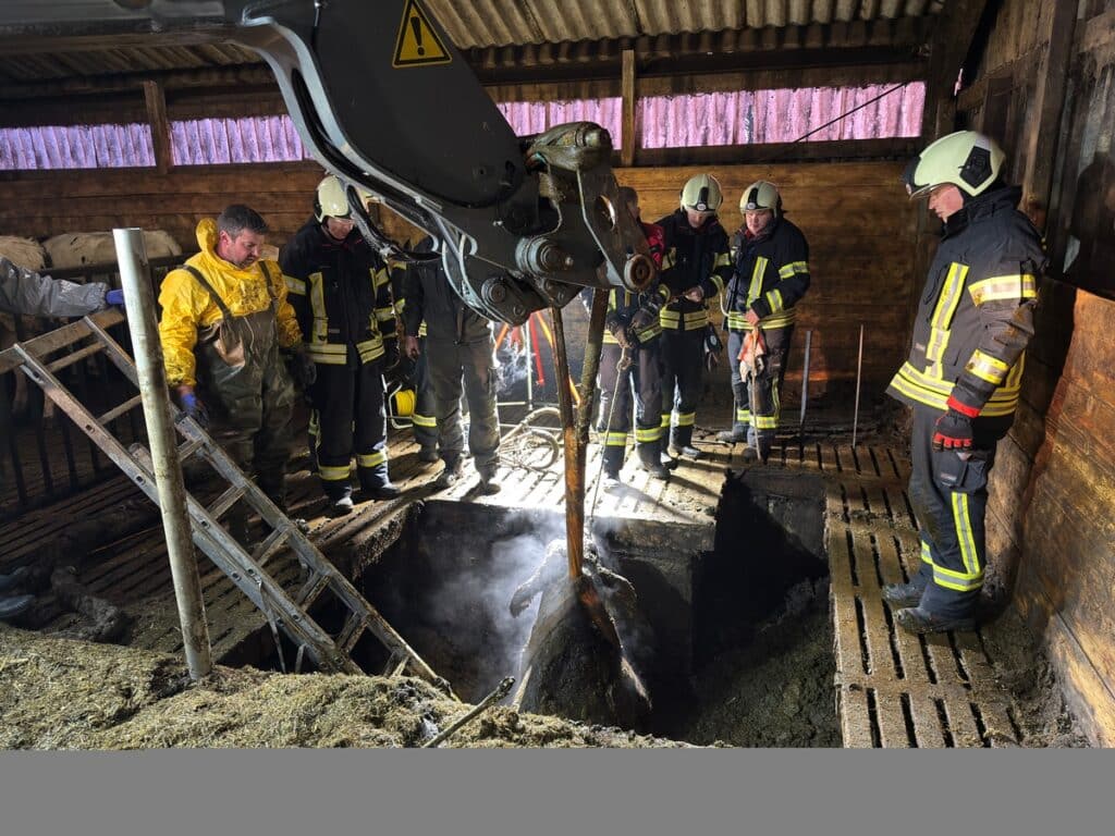 Kühe in Güllegrube Brockzetel