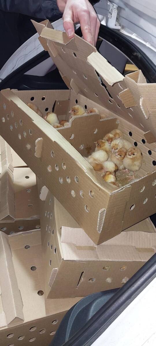 1020 Küken im Auto