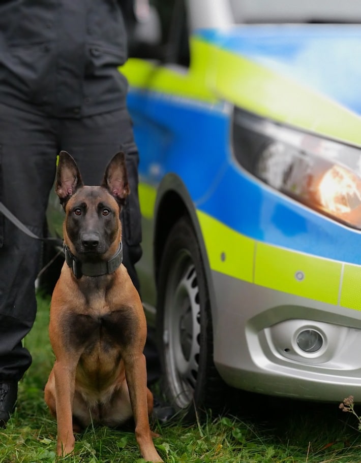 Diensthündin Pixel stellt Einbrecher