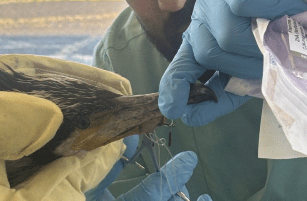 Kormoran mit Angelhaken