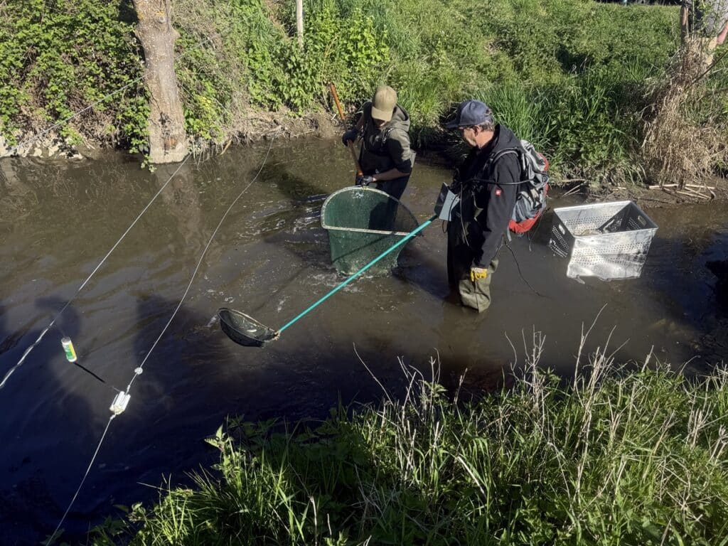 Karpfen Thürer Wiesen