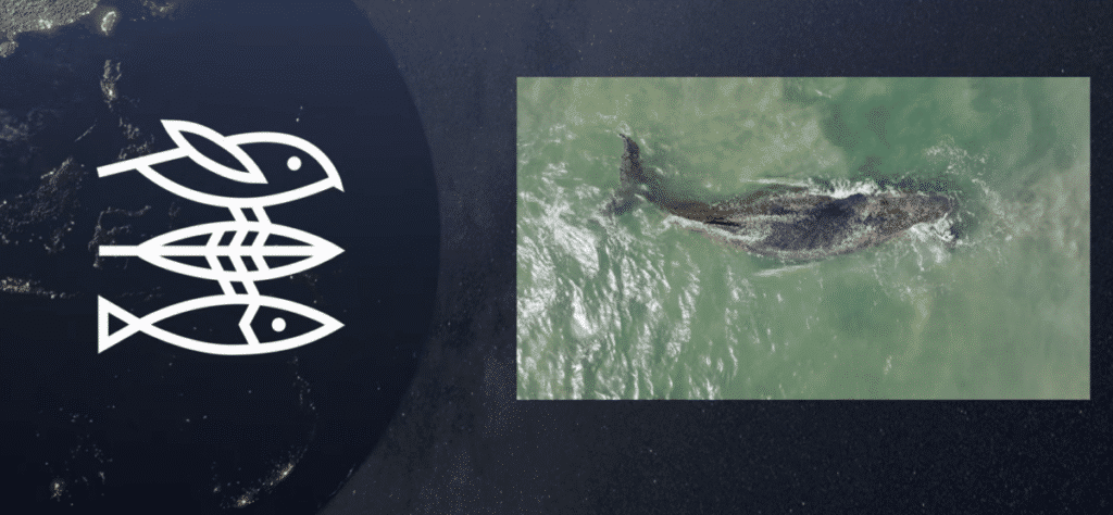 Robert Marc Lehmann Wal Timmy