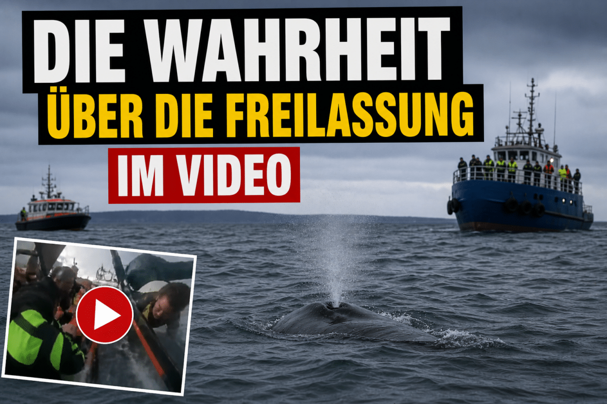Walrettung die Wahrheit