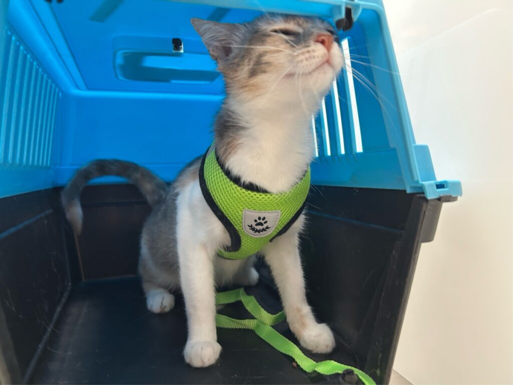 Katzen Quarantäne Flughafen Memmingerberg