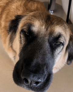 Schock nach Tierquälerei: Suchte sie schon den nächsten Hund?
