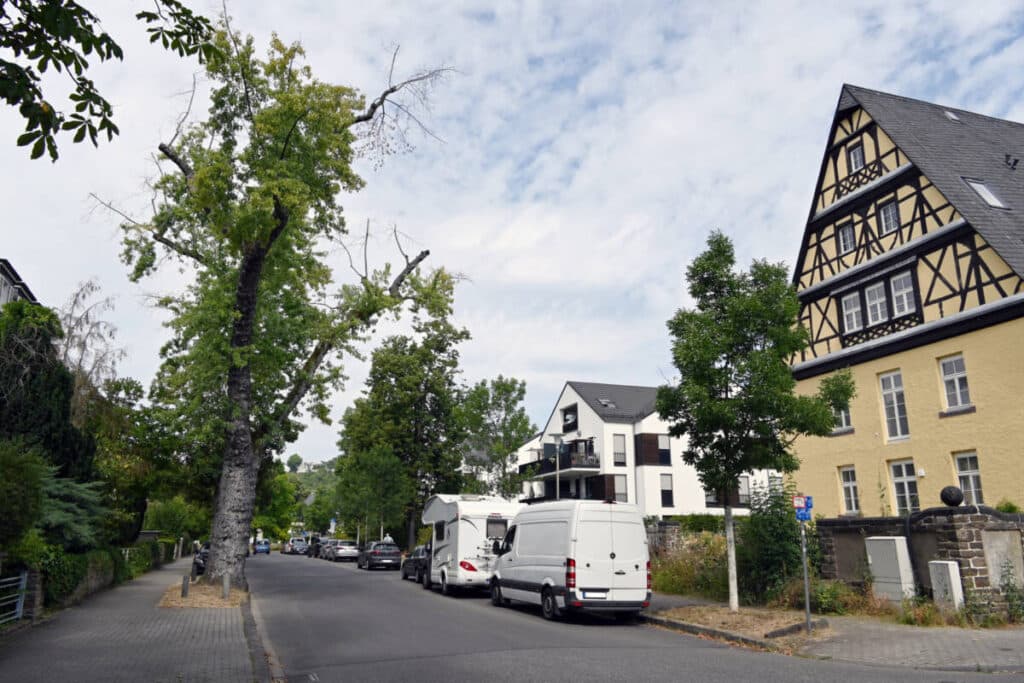 Baumfällungen in Koblenz