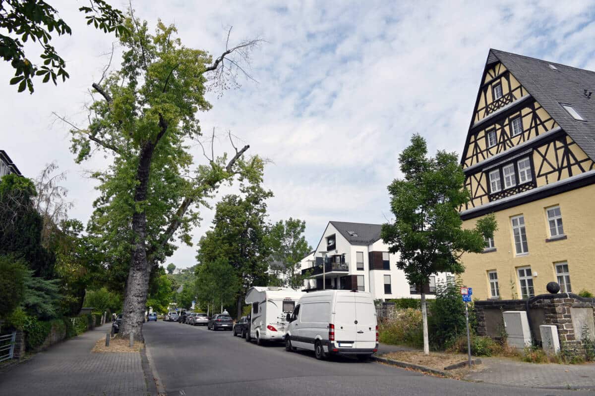 Baumfällungen in Koblenz