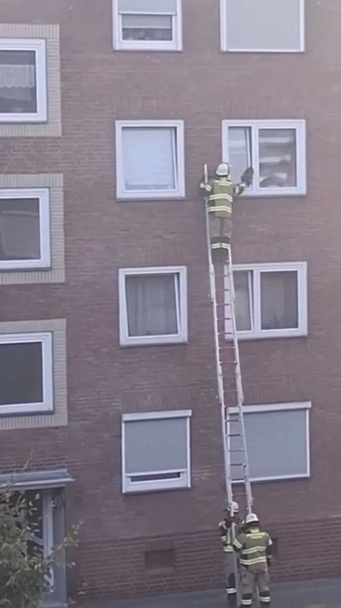 Katze in gekipptem Fenster