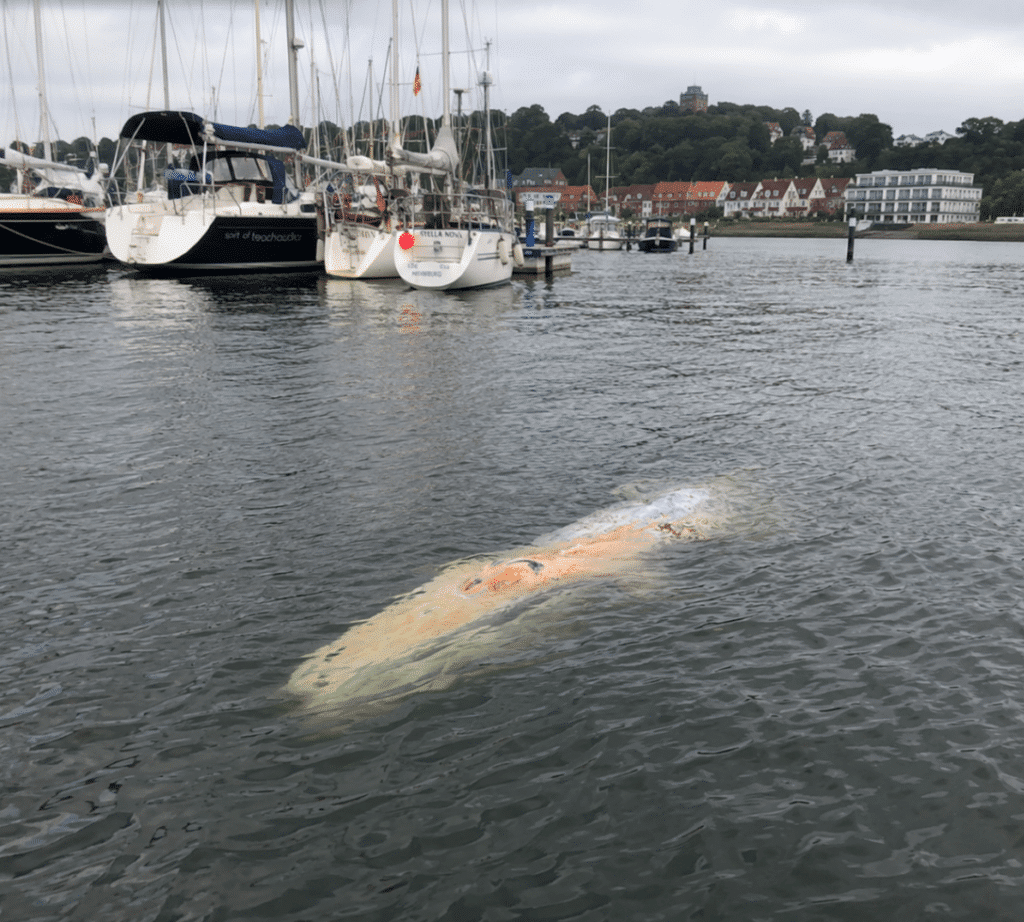 Verletzter Buckelwal in der Ostsee