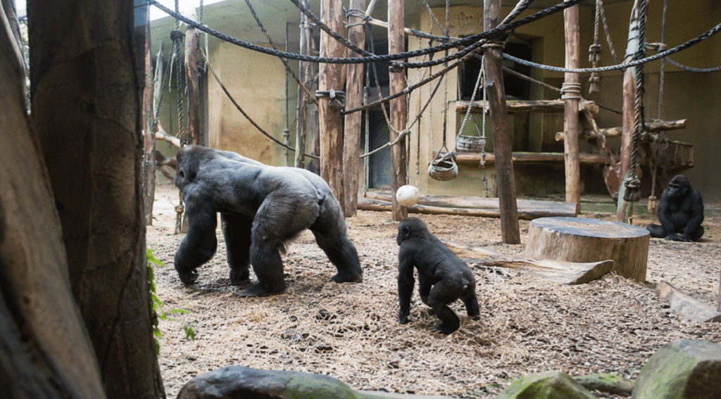 Zwei tote Gorillas im Zoo Basel nach schweren Auseinandersetzungen
