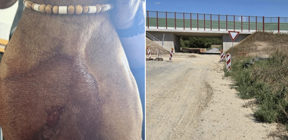 Beißattacke : Schäferhund greift Ridgeback an