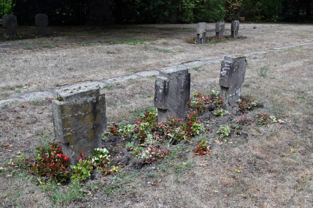 Wildschweine auf dem Hauptfriedhof Koblenz