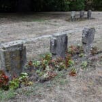 Wildschweine auf dem Hauptfriedhof Koblenz