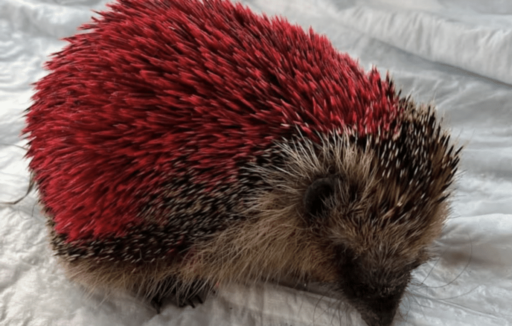 Igel Pinkie Grimma