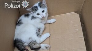 Tragisches Ende nach Katzenrettung auf der A9 bei Droyßig