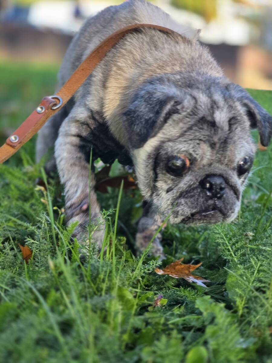 Schwer kranker Hund in Karton gefunden
